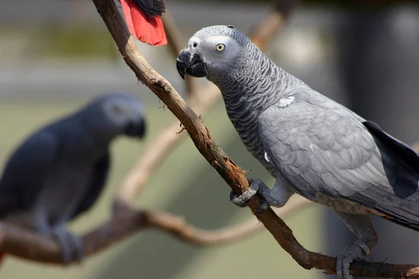Vacker Utsikt Över Vacker Papegoja Fågel — Stockfoto