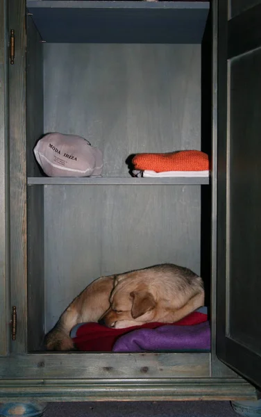 Hund Sover Golvet — Stockfoto