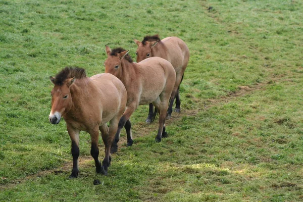 Herde Von Pferden Weidet Freien — Stockfoto