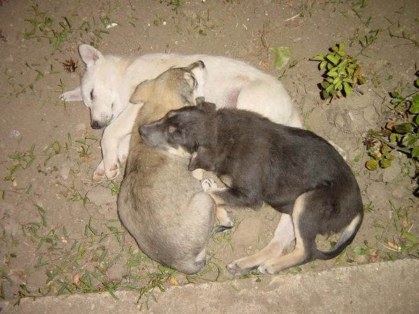 Spánek Toulaví Psi — Stock fotografie