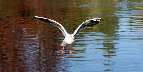 Malerischer Blick Auf Schöne Möwenvögel Der Natur — Stockfoto