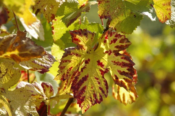 Long Des Bars Vins Sur Moselle — Photo