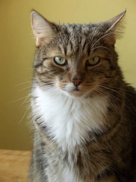 Retrato Gato Bonito — Fotografia de Stock