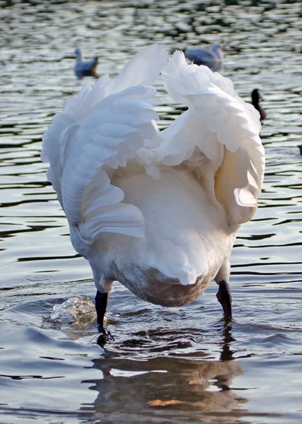 Scenic View Beautiful Bird Nature — Stock Photo, Image