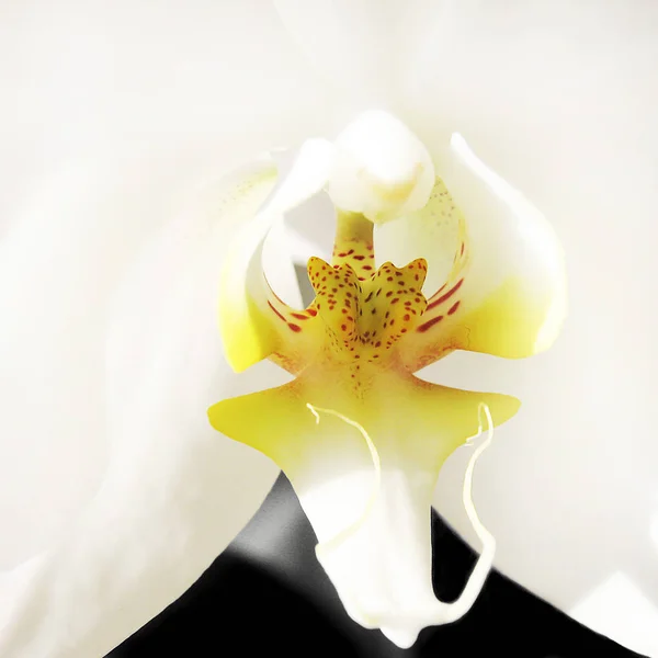 美丽绽放的花朵 自然概念背景 — 图库照片