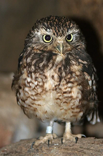 Schilderachtig Uitzicht Prachtige Vogel Natuur — Stockfoto