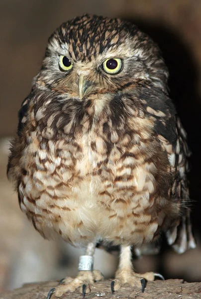 Malerischer Vogelschuss Der Outdoor Szene — Stockfoto