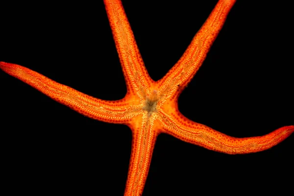 Zeesterren Waterdieren — Stockfoto