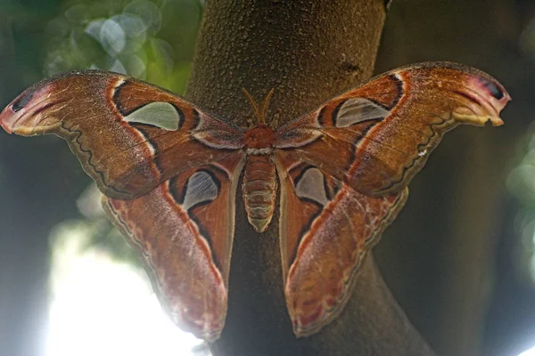Que Teria Grande Atlas Moth Spinner Ser Infelizmente Lente Estava — Fotografia de Stock