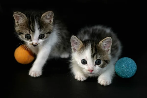 Young Animals Selective Focus — Stock Photo, Image