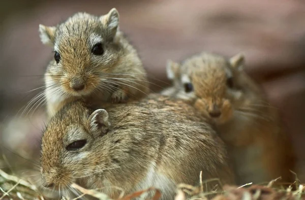 this gerbil in luis park looked not at all healthy. i believe it has quite properly struck the skull. the other three mice took care catered to the poor little mouse,always remained close to him and have him g