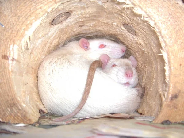 Siam Sällskapsdjur Råttor Trätunnel — Stockfoto