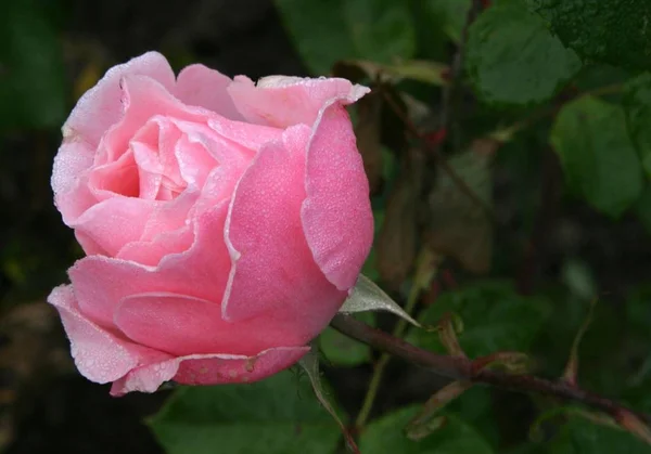 Blühen Rosenblütenblätter — Stockfoto