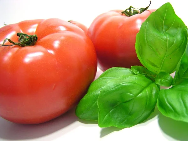 Gałąź Bazylii Przeciwko Pomidorom — Zdjęcie stockowe