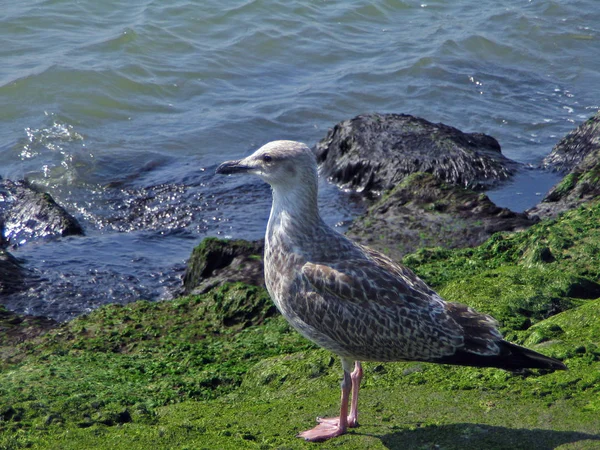 Malerischer Blick Auf Schöne Möwenvögel Der Natur — Stockfoto