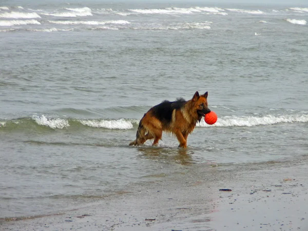 Собака Бегает Пляжу — стоковое фото
