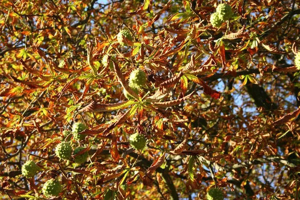 Vue Rapprochée Des Châtaignes Automne — Photo