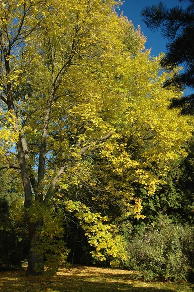 Trädet Och Dess Blad — Stockfoto