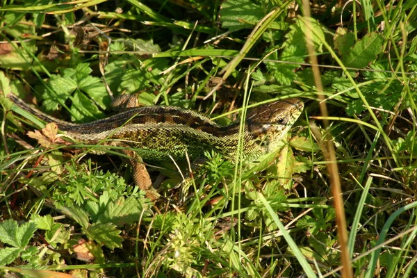 Perto Lagarto Habitat Conceito Selvageria — Fotografia de Stock