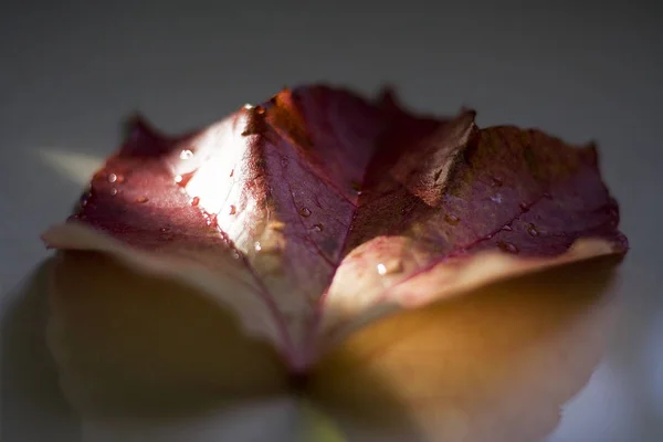 Zavřít Pohled Listí Lese — Stock fotografie