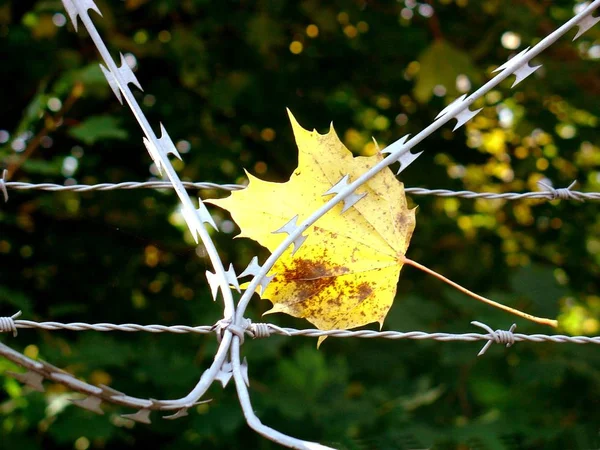 Hojas Otoño Vid — Foto de Stock