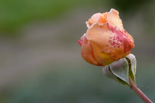 Engelska Ros Blomma Kronblad Trädgård Växt — Stockfoto