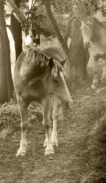 Лошади Открытом Воздухе Днем — стоковое фото