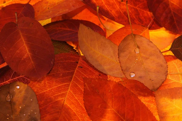 Hermoso Follaje Colorido Otoño — Foto de Stock