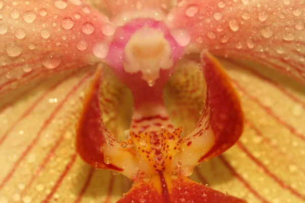 Güzel Renkli Orkide Çiçeğinin Manzarası — Stok fotoğraf