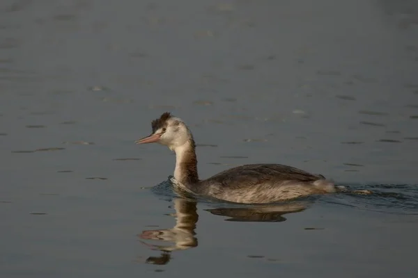 Enjoy Autumn Sun Grebes Doing Visibly Well Nnikon Digital 400Mm — Stock Photo, Image