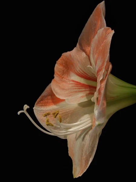 Amaryllis Çiçek Yaprakları Flora — Stok fotoğraf