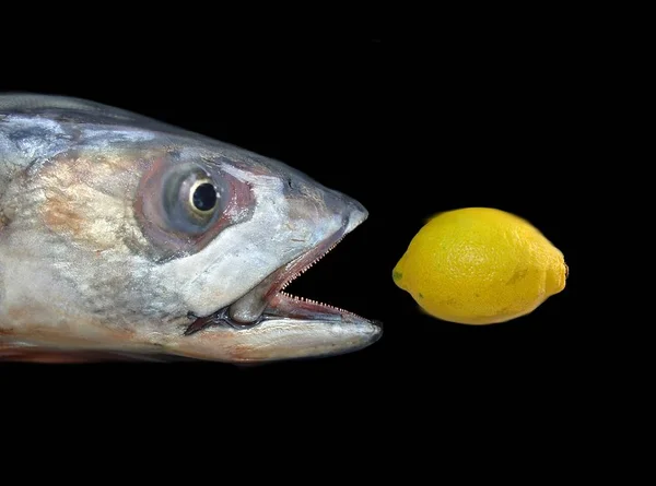 Peixe Fresco Cozinha — Fotografia de Stock