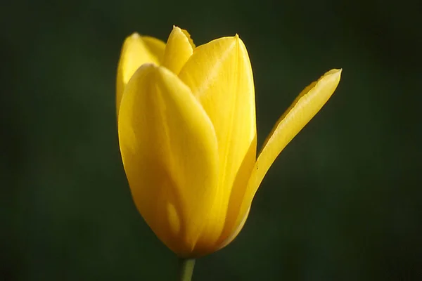 Vista Panorâmica Bela Flor Tulipa — Fotografia de Stock