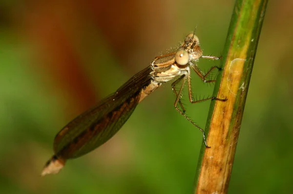 Vue Macro Rapprochée Insecte Libellule — Photo