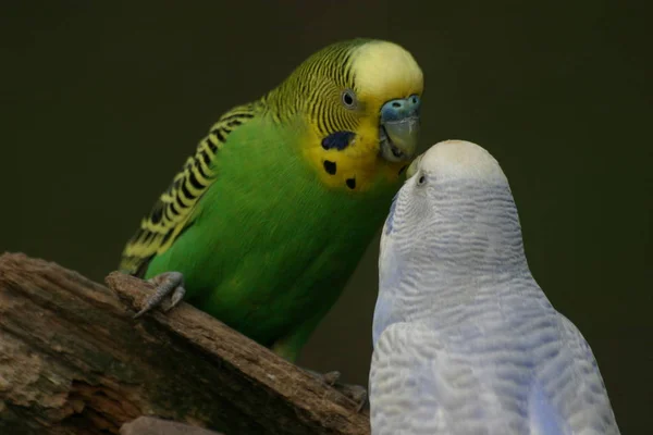 Malowniczy Widok Pięknej Papugi Przyrodzie — Zdjęcie stockowe