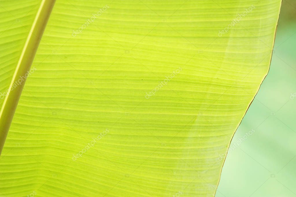 detalle de una hoja de banano con midrib y borde. mauritius 2005. at