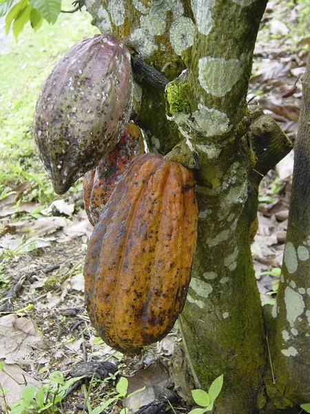 cocoa tree (theobroma cacao)