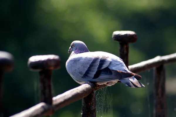 Ist Der Wissenschaftliche Name Der Taube — Stockfoto