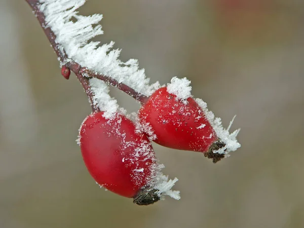 Sfondo Colorato Natale Biglietto Auguri Capodanno — Foto Stock