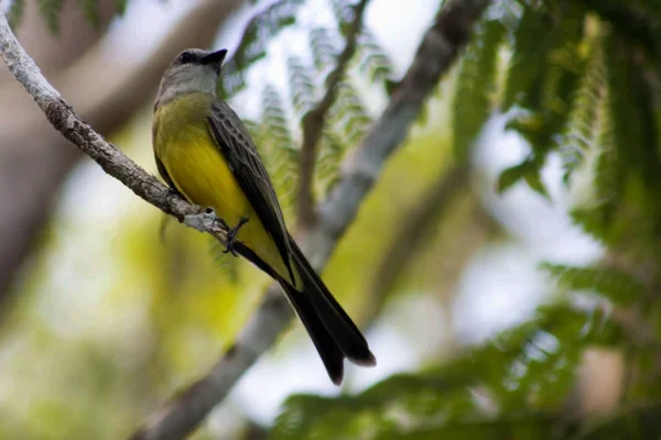 Scenic View Beautiful Bird Nature — Stock Photo, Image