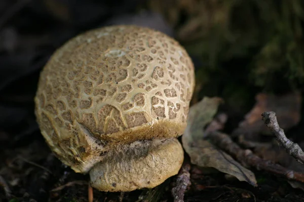 Mushrooms Growing Fungus Flora Botany — Stock Photo, Image