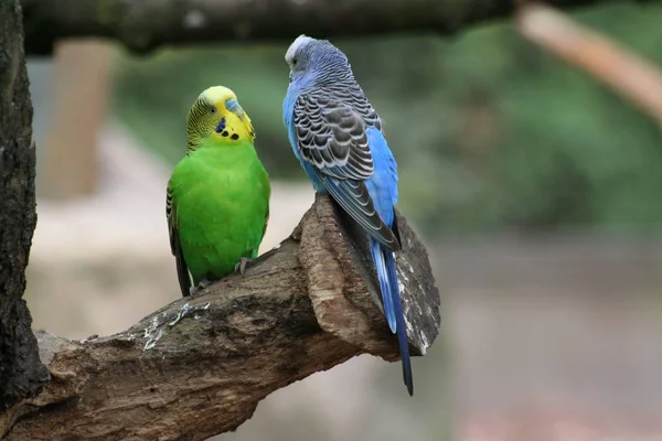 Vacker Utsikt Över Vacker Fågel Naturen — Stockfoto