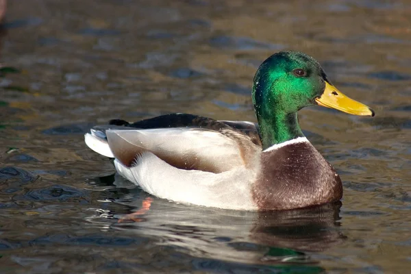 Festői Kilátás Gyönyörű Madár Természetben — Stock Fotó