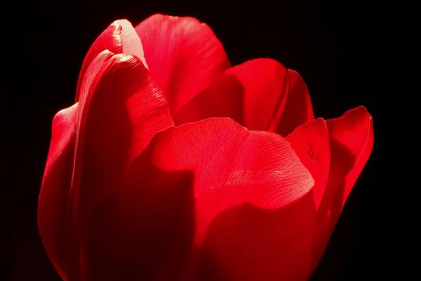 Fleur Tulipier Amérique Pétales Flore — Photo