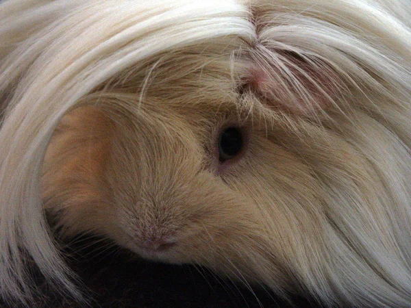 Hamsteri Marsu Jyrsijä Eläin Lemmikki — kuvapankkivalokuva