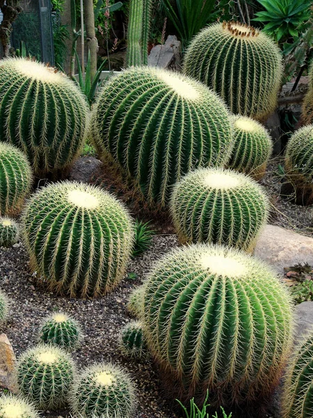 Tropical Plant Exotic Cactus — Stock Photo, Image