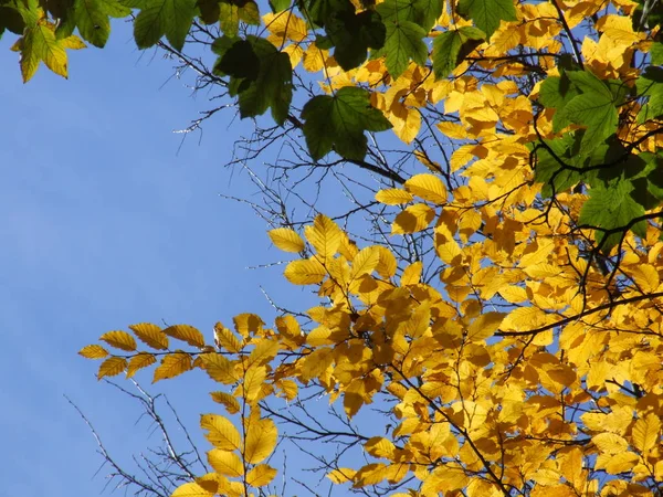 Beau Feuillage Automne Coloré — Photo