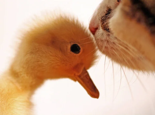 Schilderachtig Uitzicht Prachtige Vogel Natuur — Stockfoto