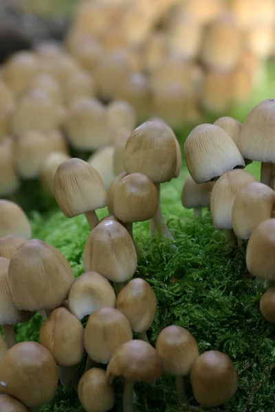 Growing Mushrooms Forest Nature Background — Stock Photo, Image