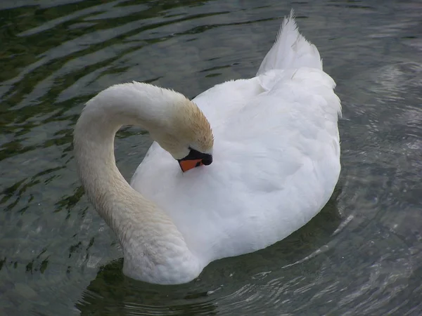 Vista Panorâmica Cisne Majestoso Natureza — Fotografia de Stock